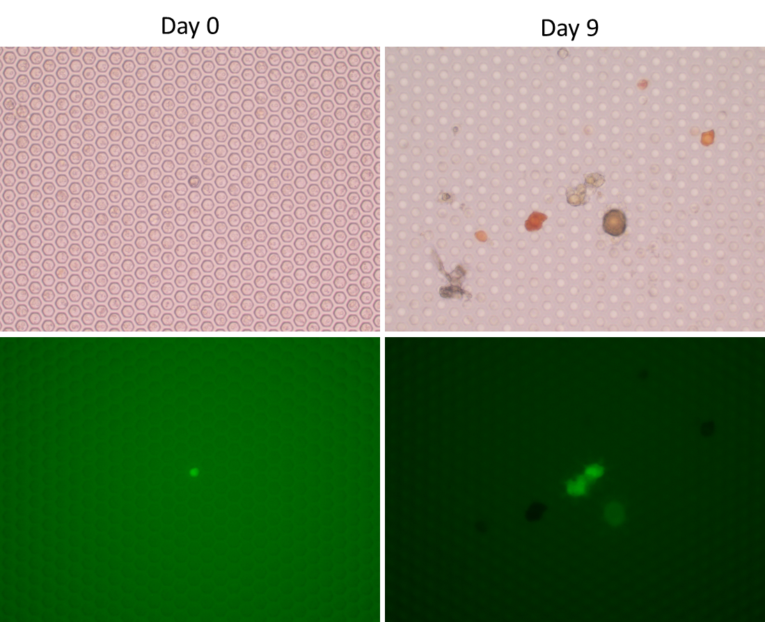 cdx_d0_d9_bf_gfp